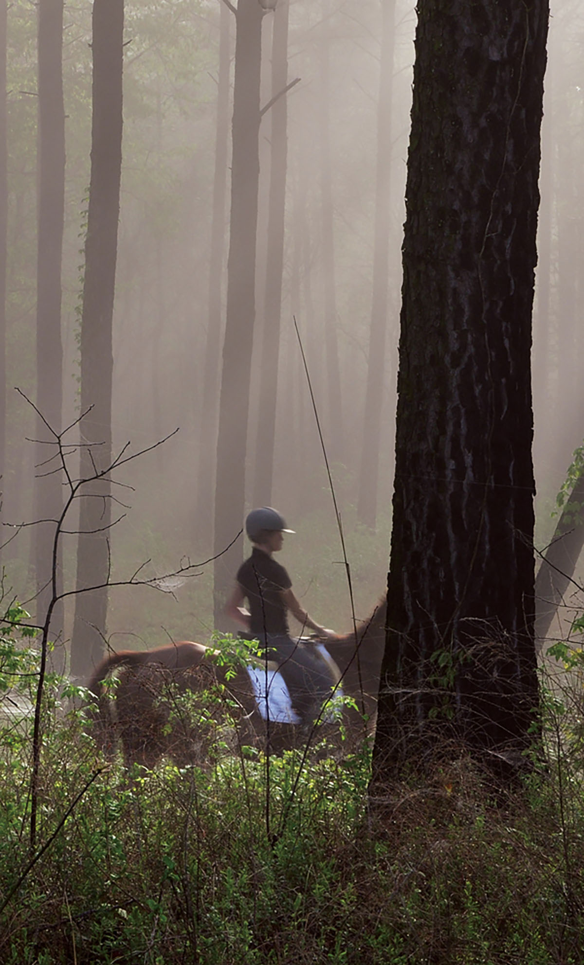 Fork Farm & Stables property picture 52 of 121