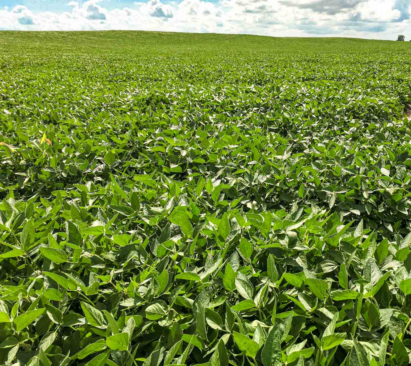 Budde Reservoir Farm property picture 6 of 67