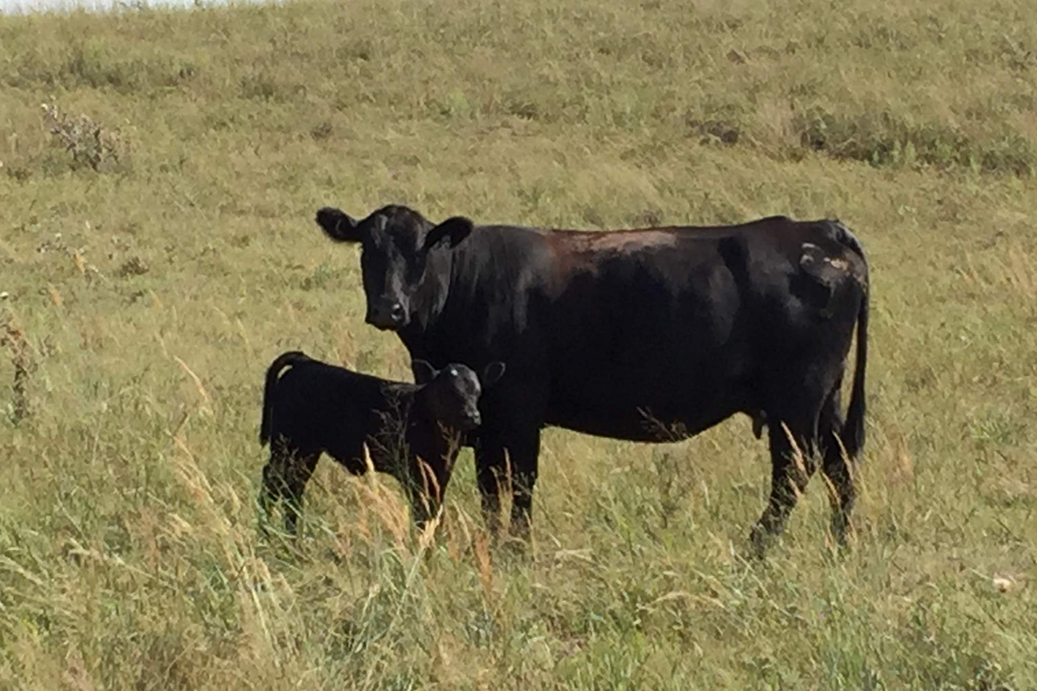 AL Ranch property picture 42 of 98