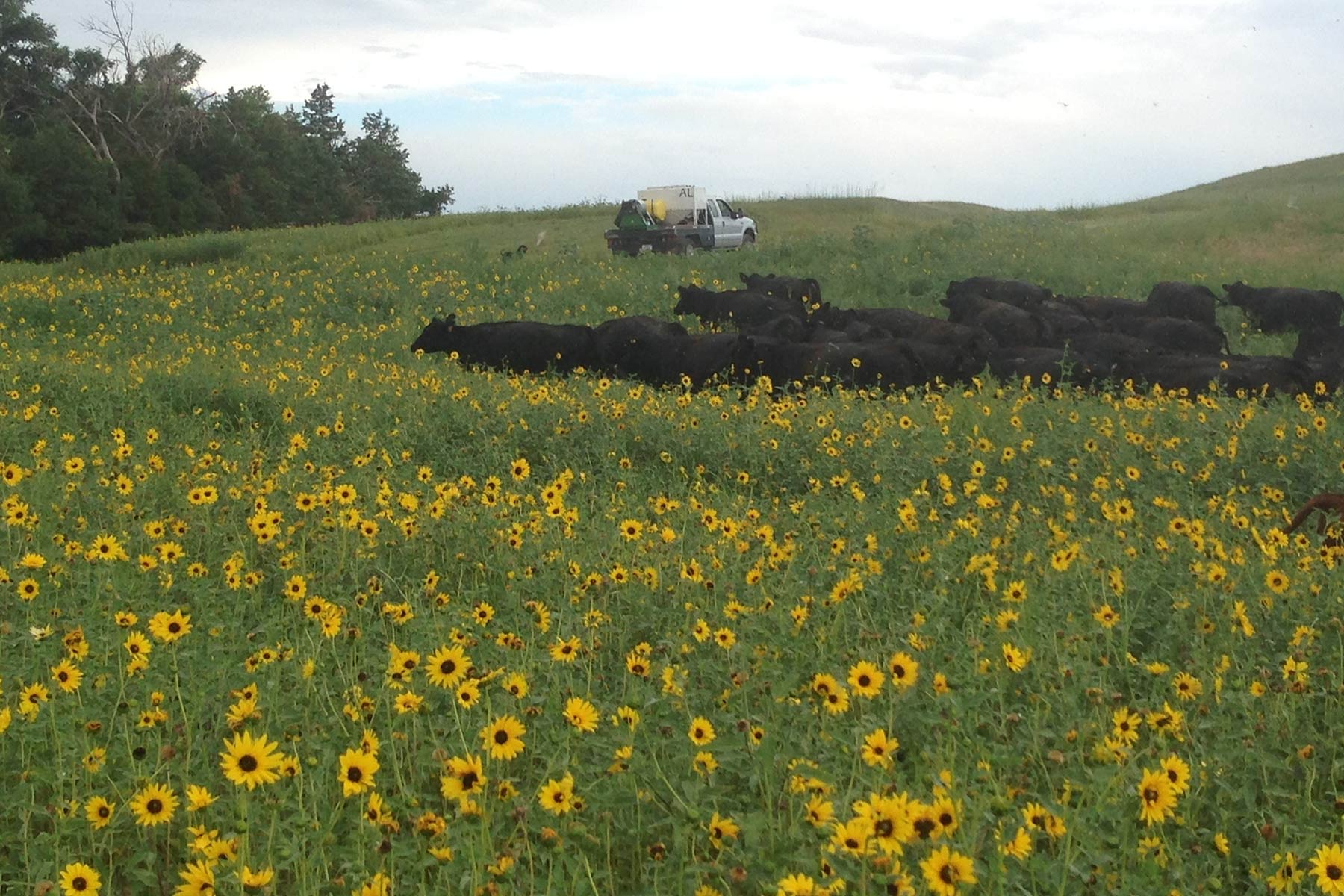AL Ranch property picture 3 of 98