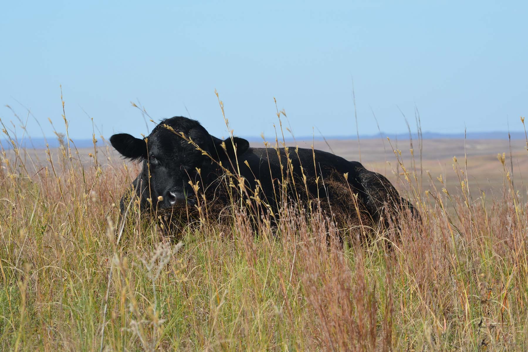 AL Ranch property picture 93 of 98