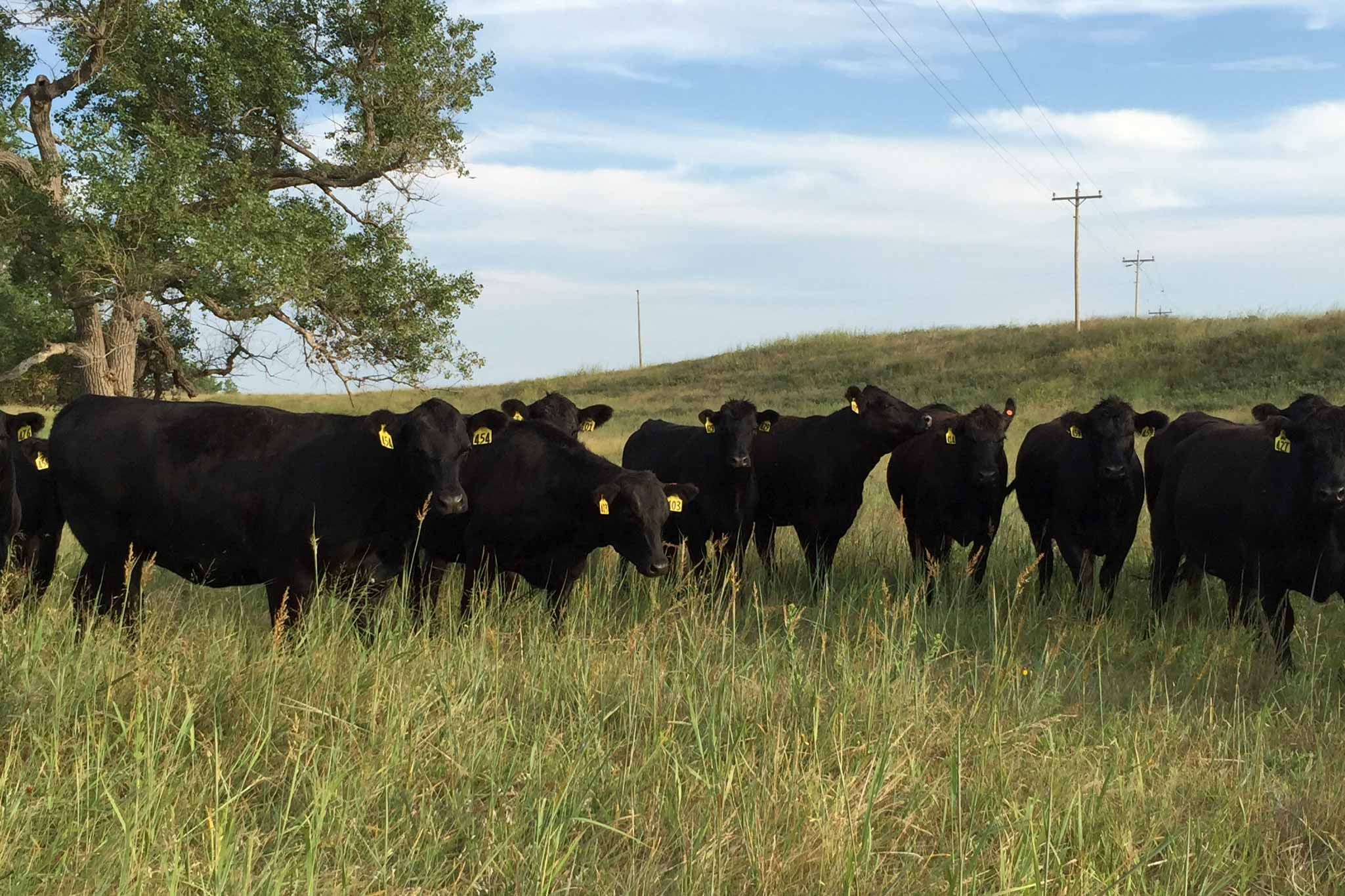 AL Ranch property picture 70 of 98