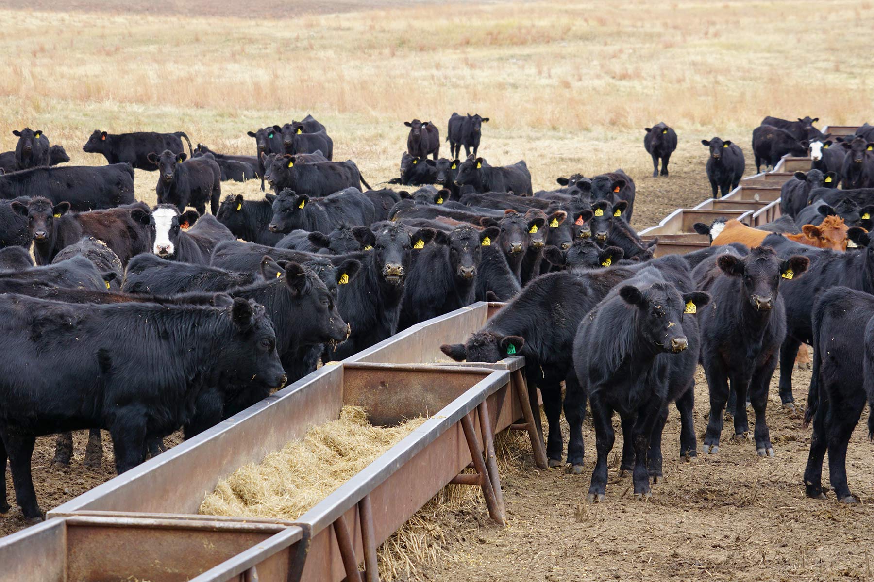 AL Ranch property picture 35 of 98