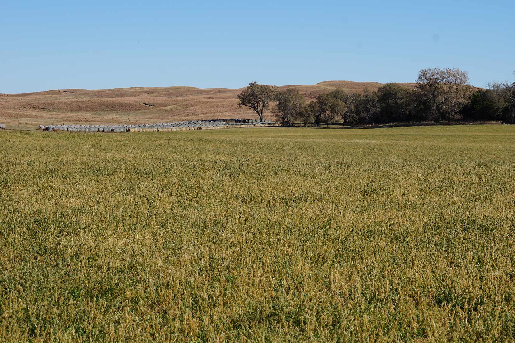 AL Ranch property picture 46 of 98