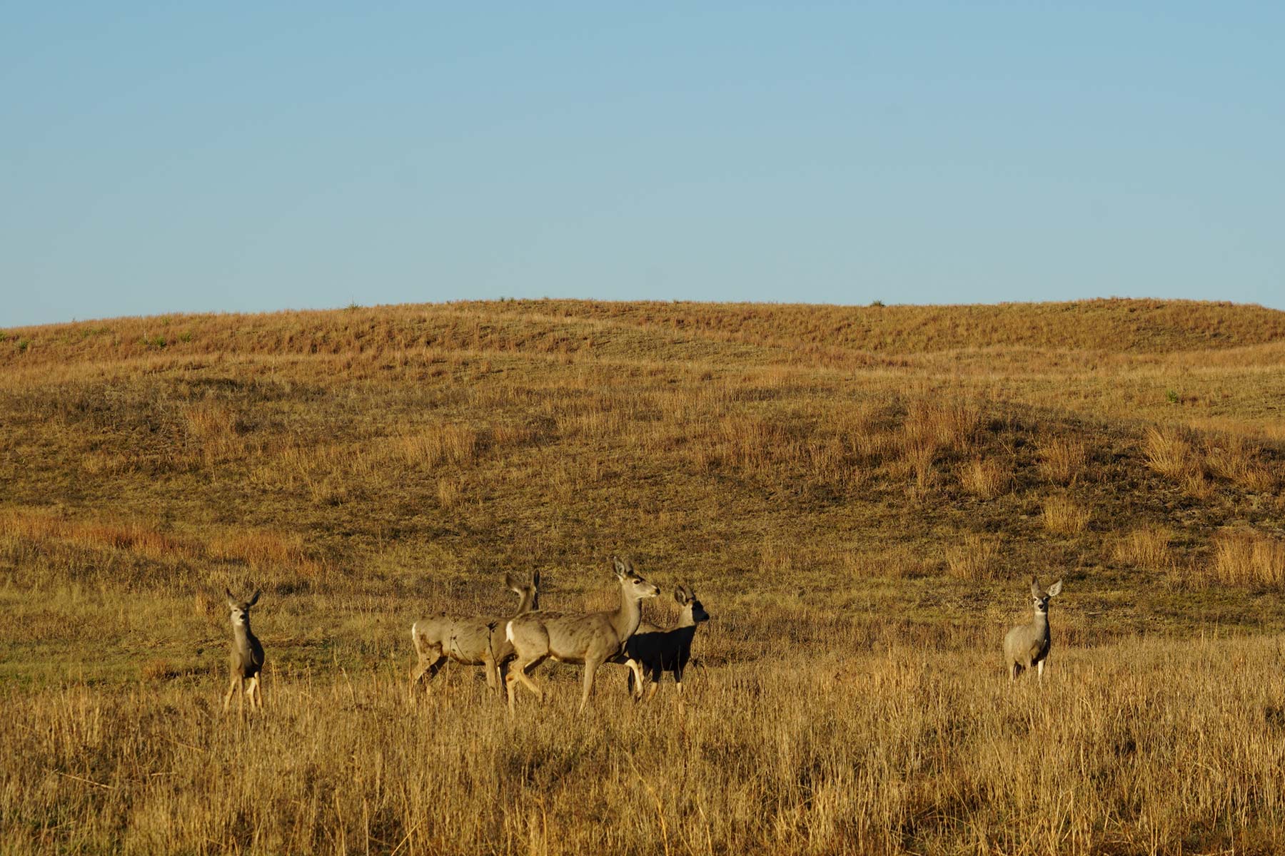 AL Ranch property picture 58 of 98