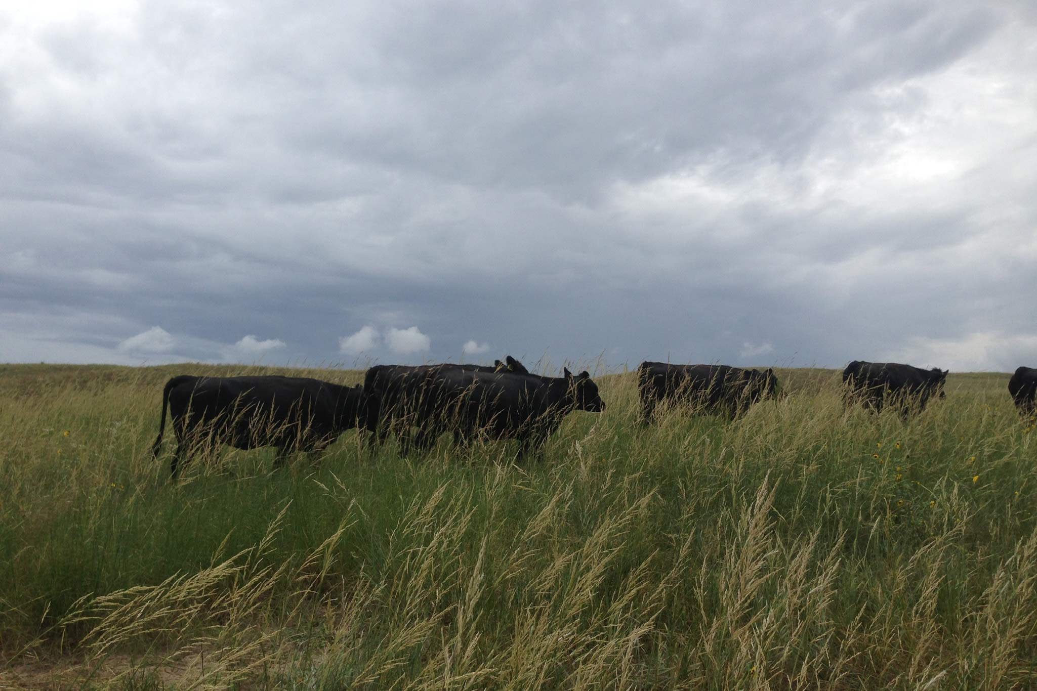 AL Ranch property picture 72 of 98