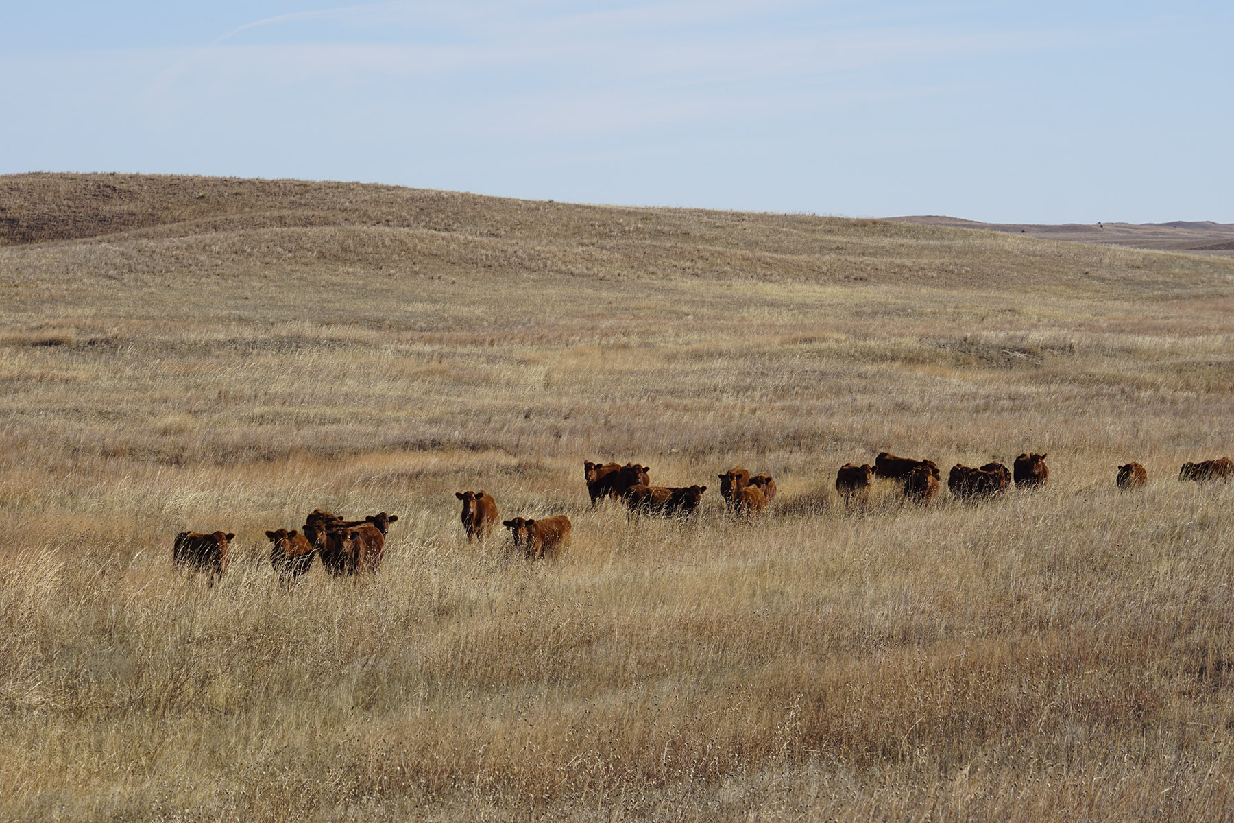 Philpot Ranch property picture 38 of 53