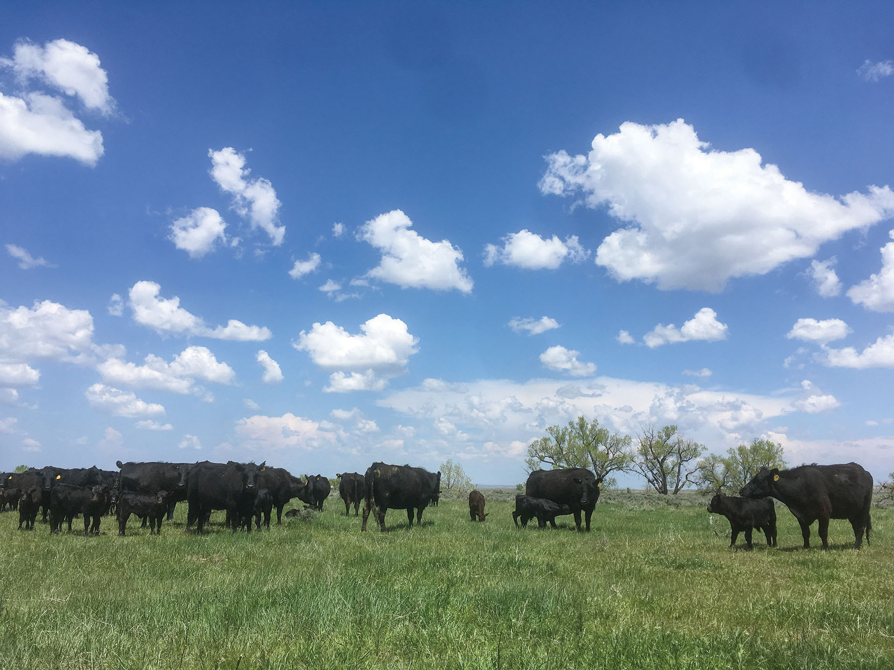 Tracy Ranch property picture 2 of 34