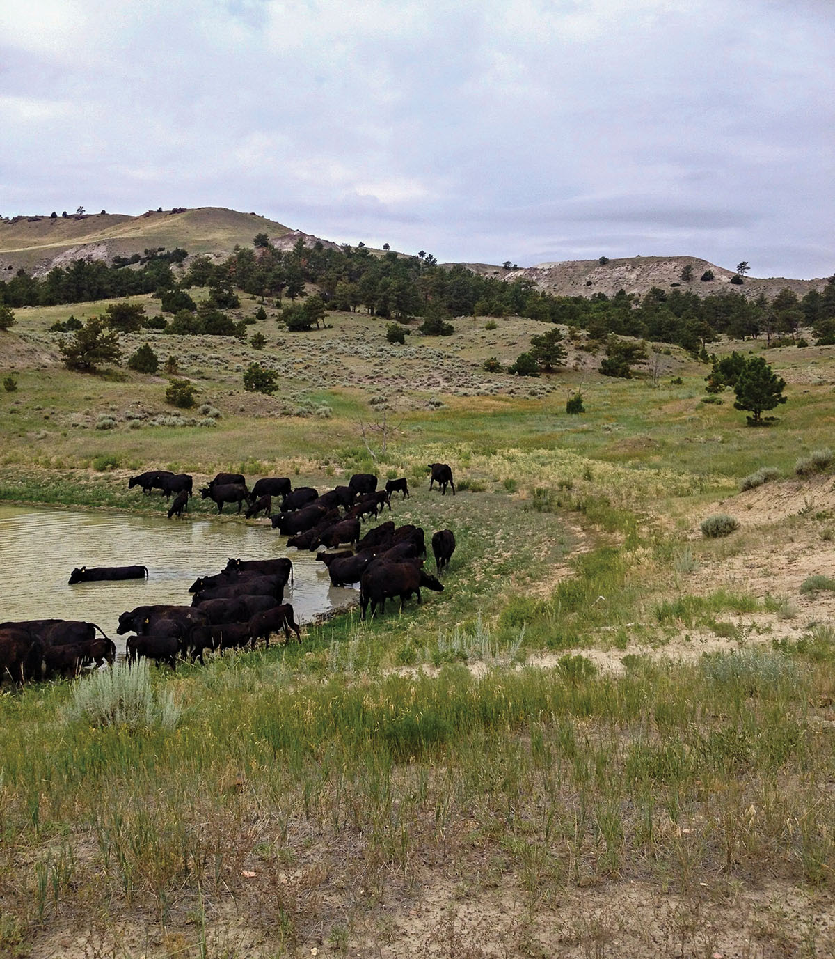 Tracy Ranch property picture 6 of 34