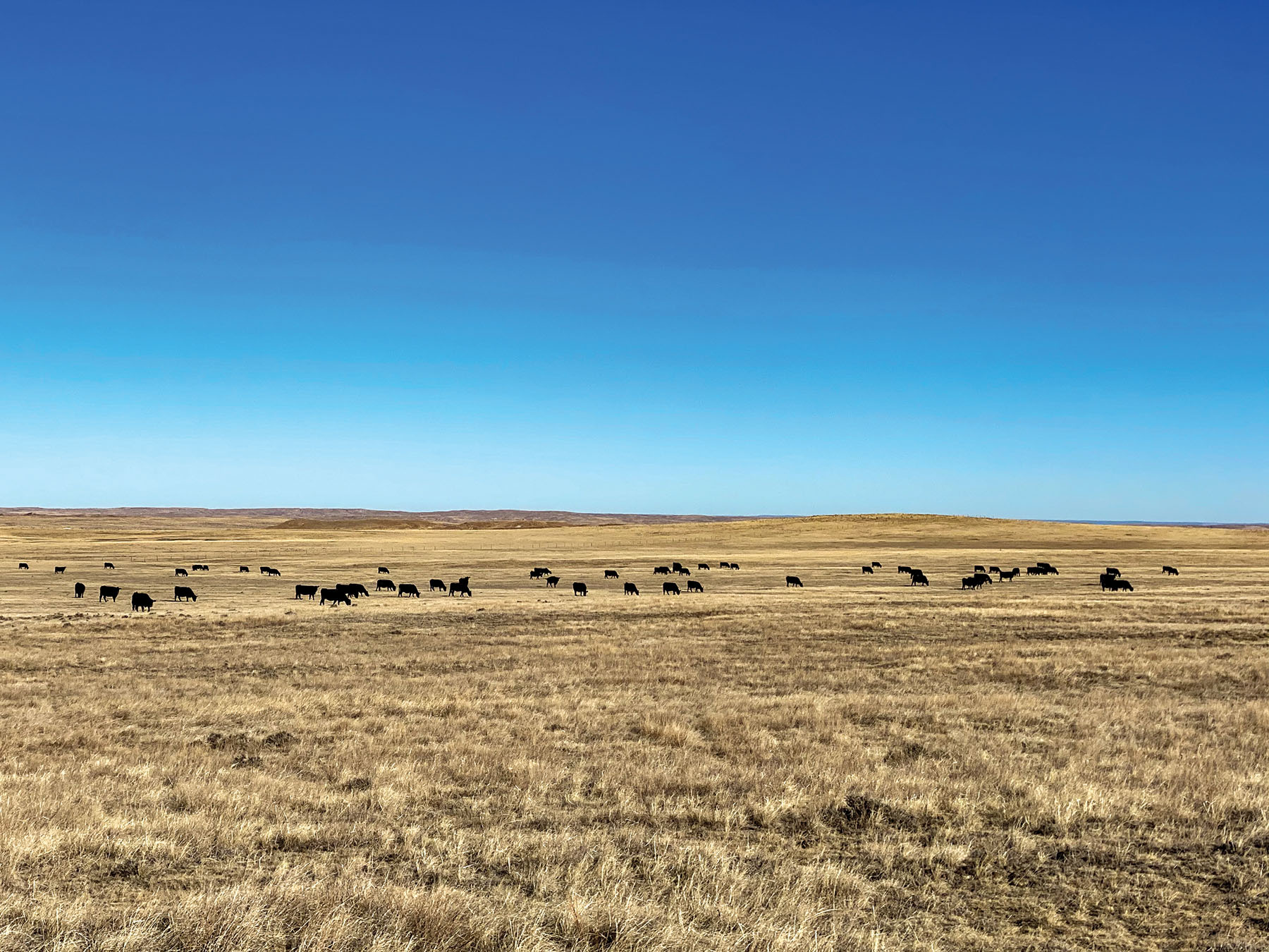 Tracy Ranch property picture 31 of 34