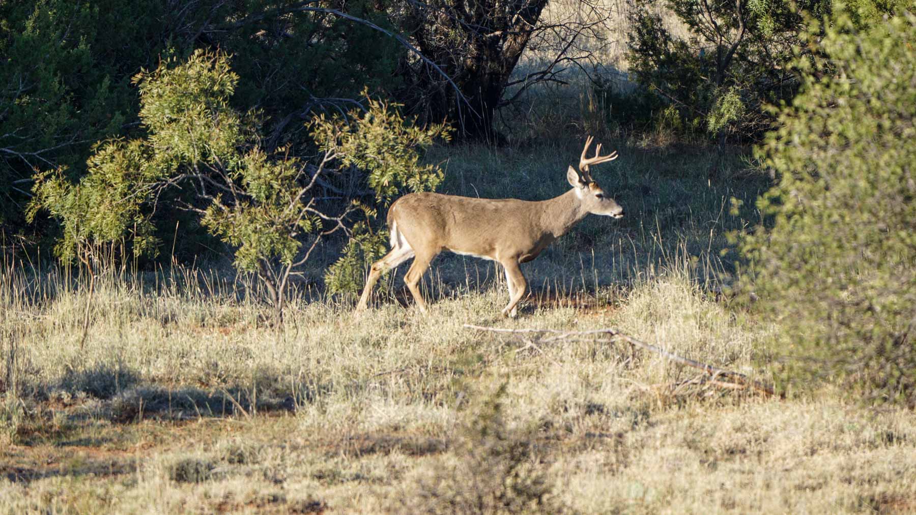 Teta Sola Ranch property picture 88 of 100