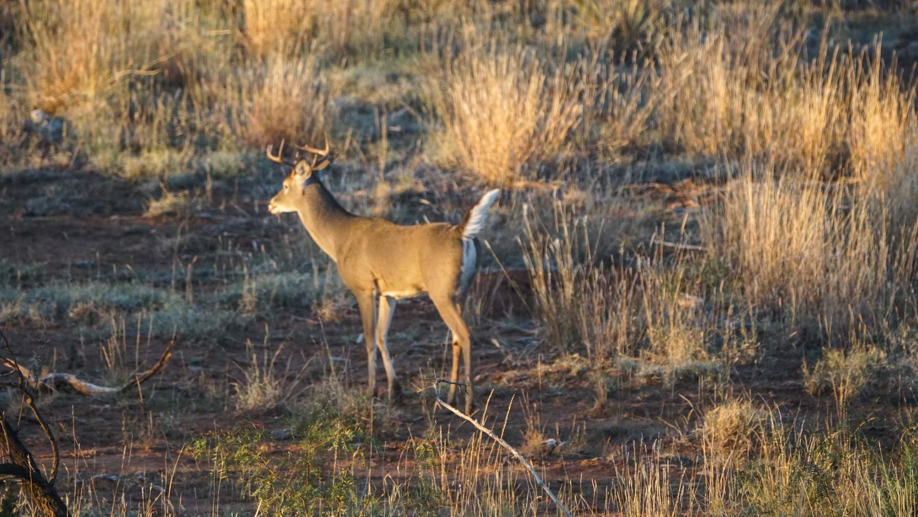 Teta Sola Ranch property picture 79 of 100