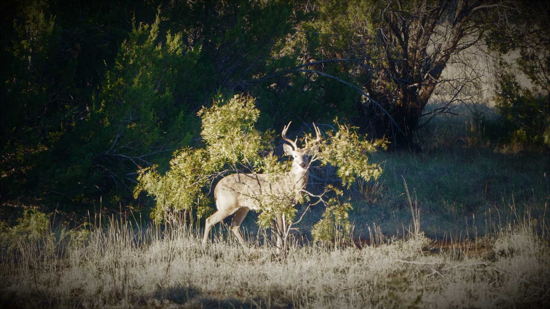 Teta Sola Ranch property picture 87 of 100