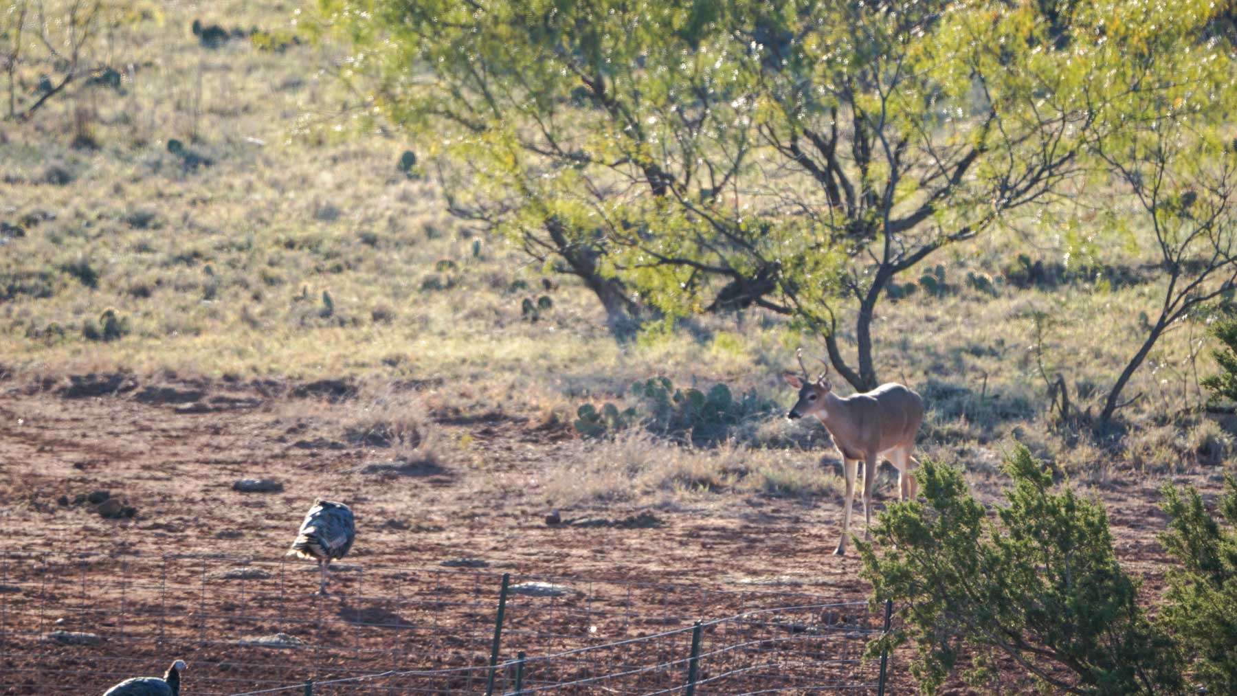 Teta Sola Ranch property picture 85 of 100