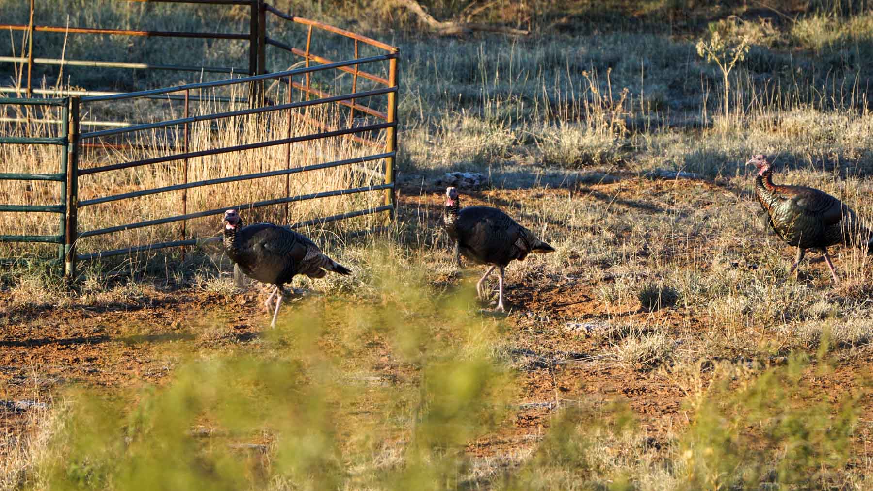 Teta Sola Ranch property picture 81 of 100