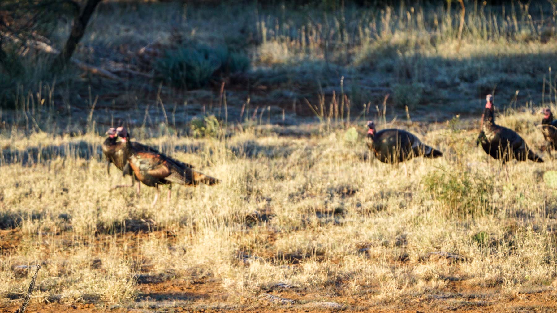 Teta Sola Ranch property picture 80 of 100