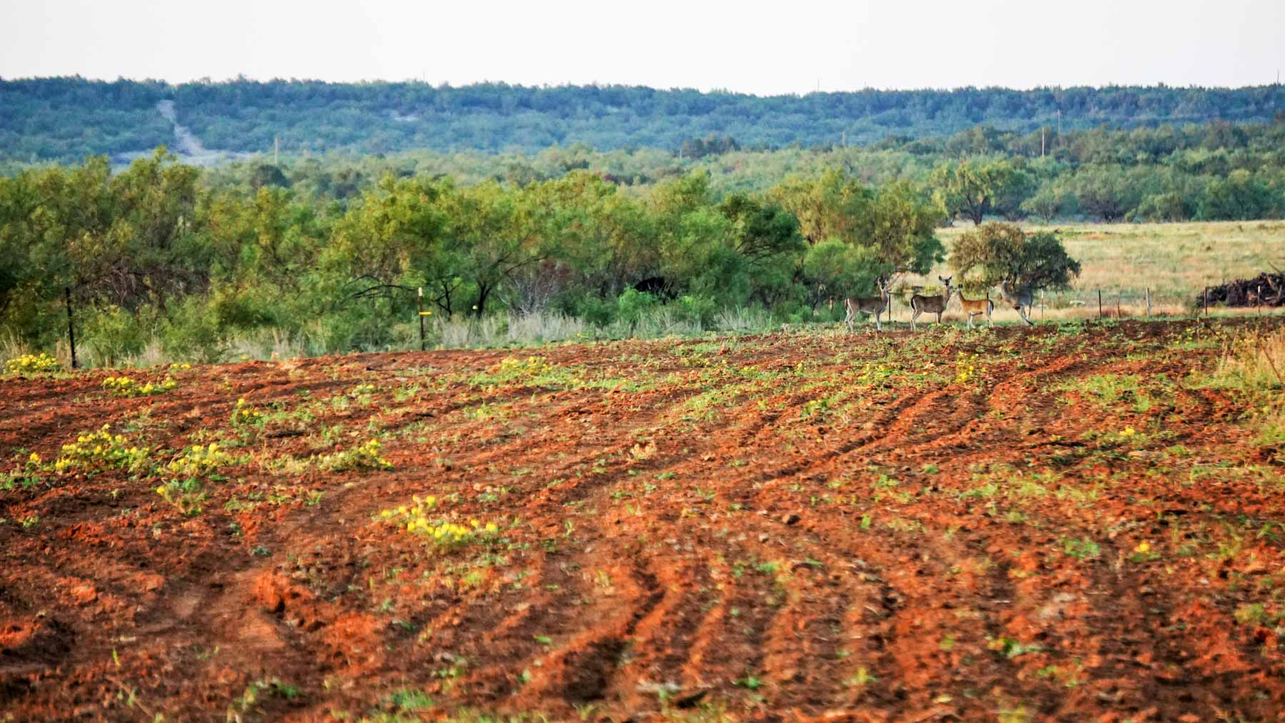 Teta Sola Ranch property picture 29 of 100