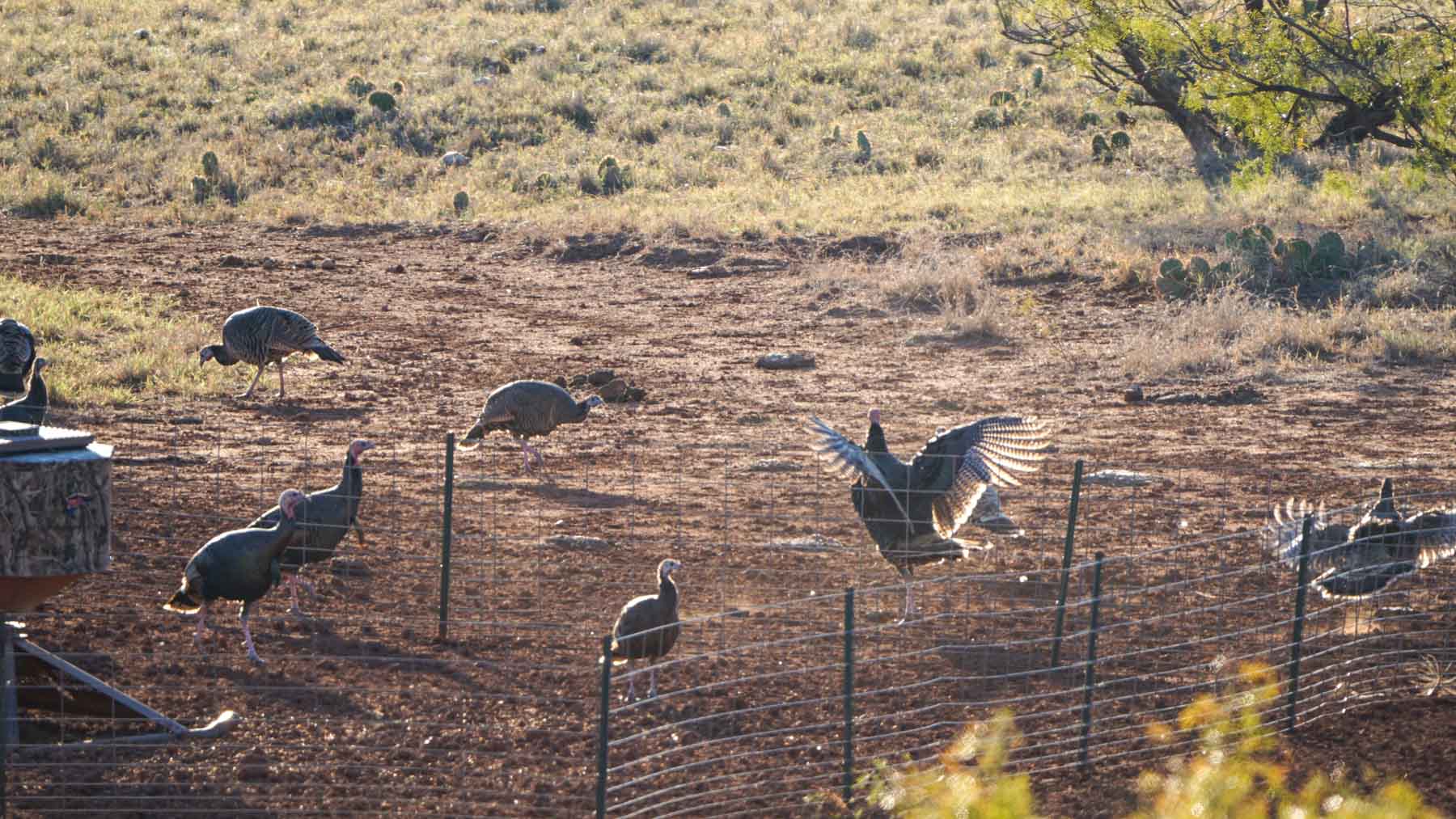 Teta Sola Ranch property picture 86 of 100