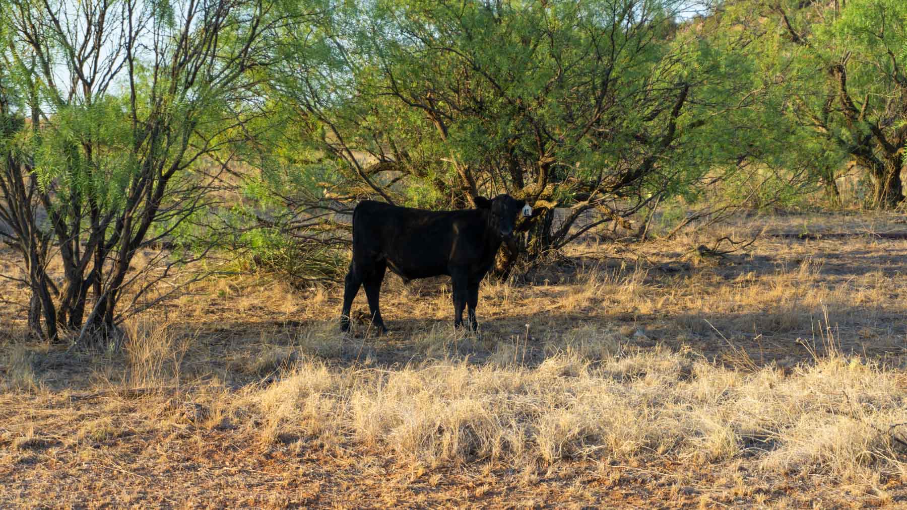 Teta Sola Ranch property picture 42 of 100