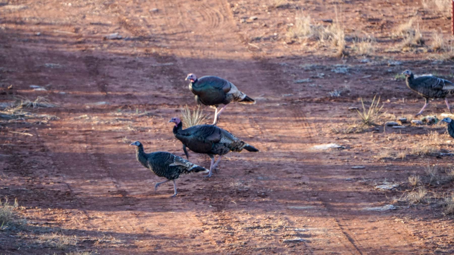 Teta Sola Ranch property picture 82 of 100