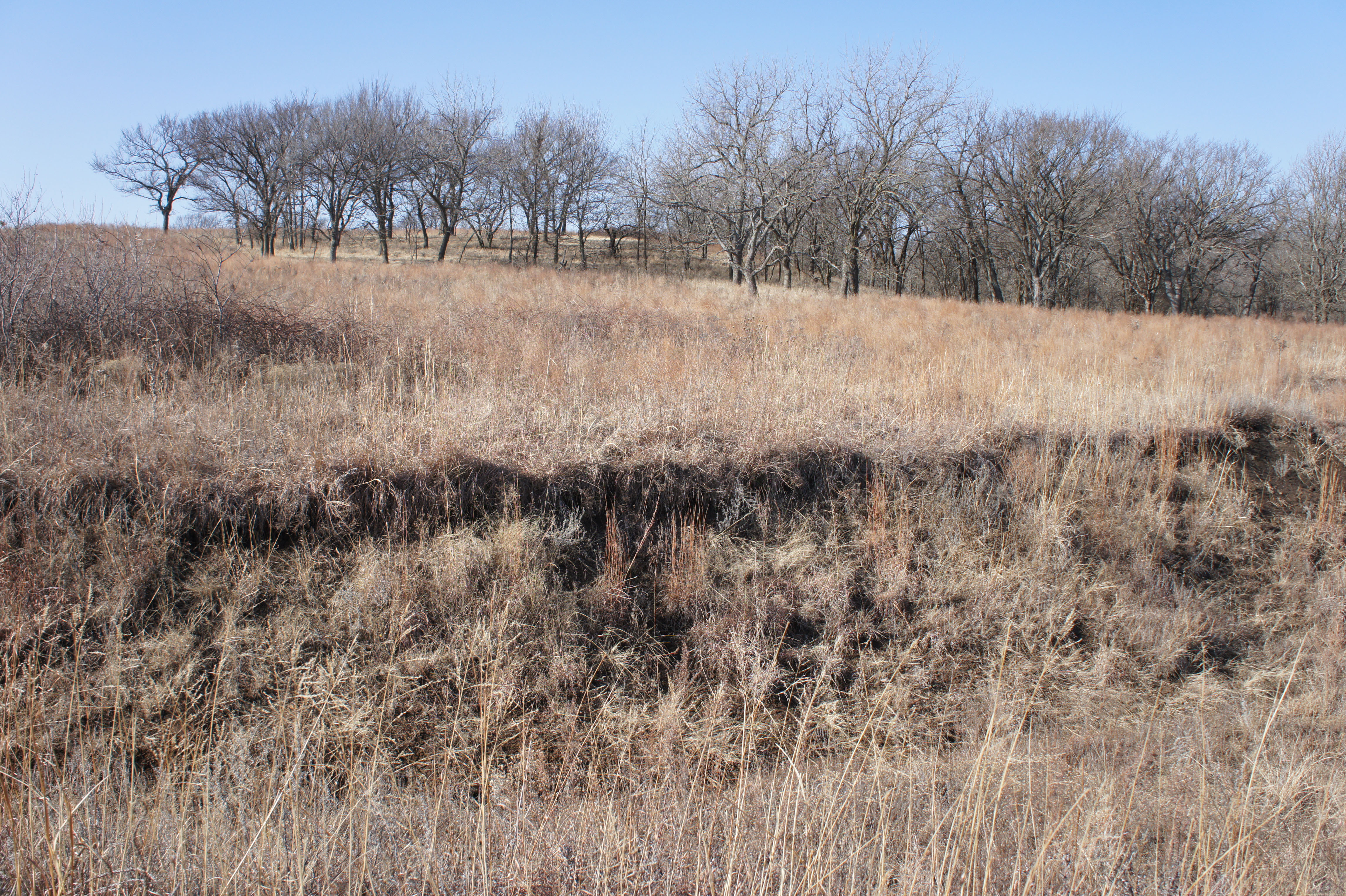 Greenwood County Pastures property picture 6 of 10