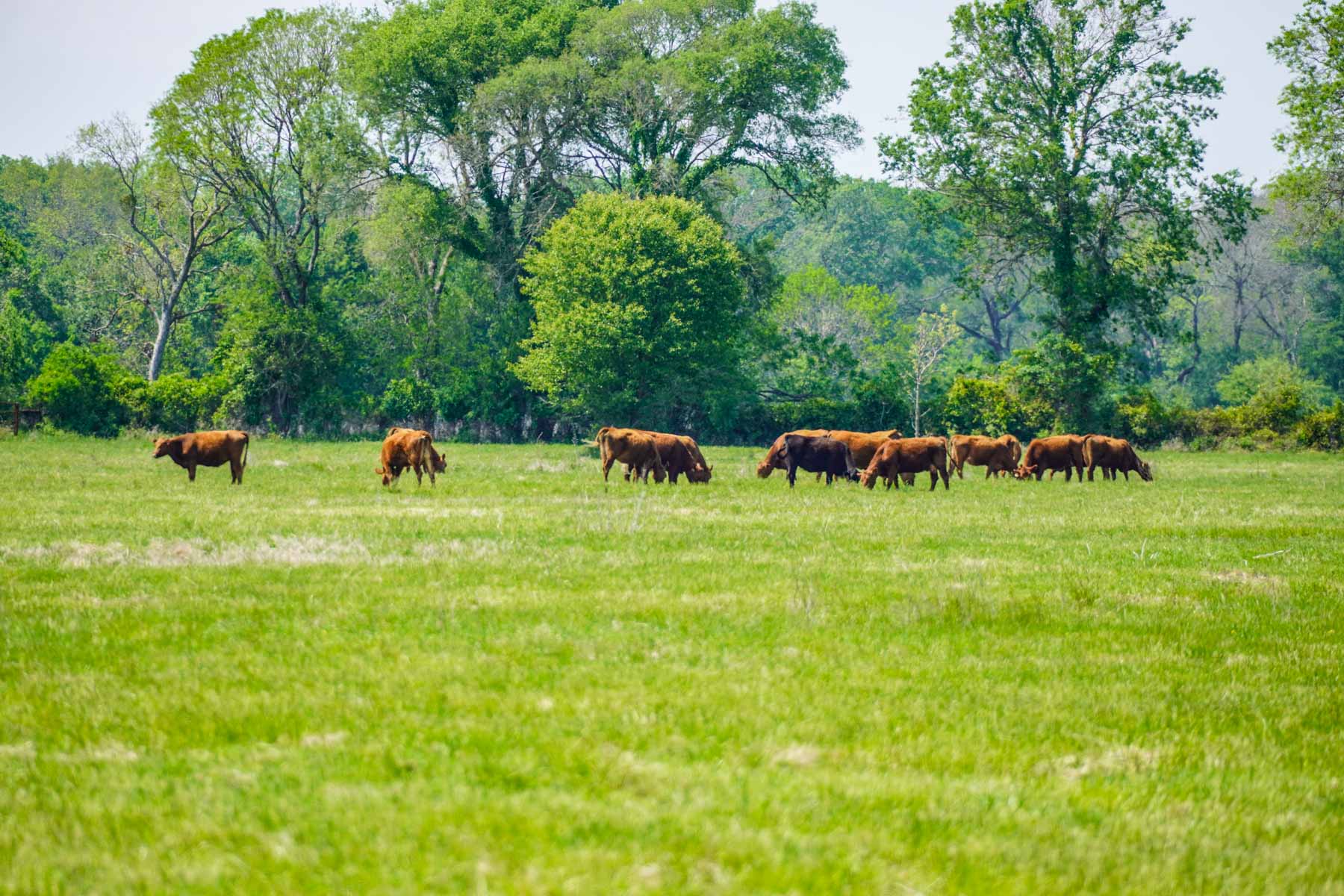 Plummers Creek Ranch property picture 18 of 37