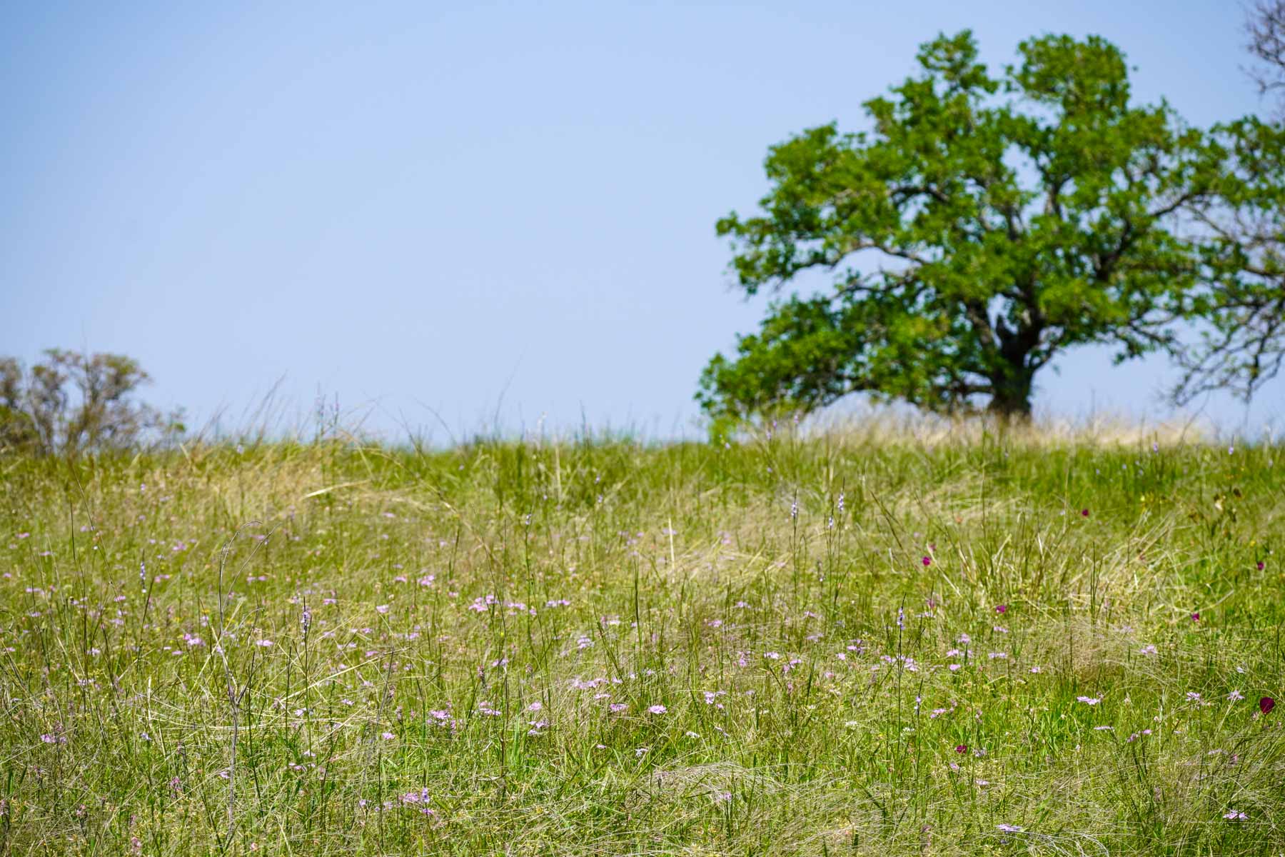 Plummers Creek Ranch property picture 13 of 37