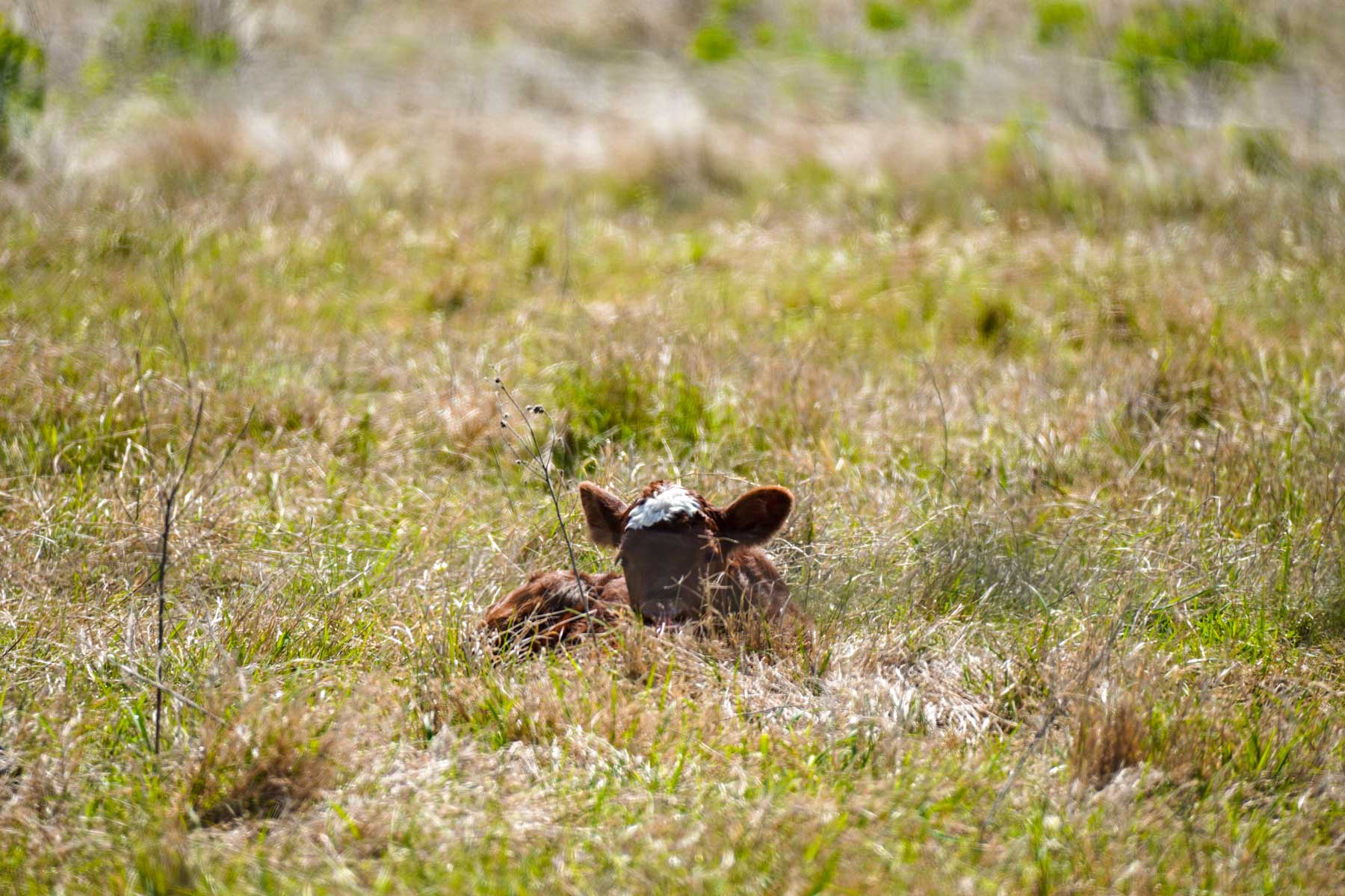 Plummers Creek Ranch property picture 30 of 37