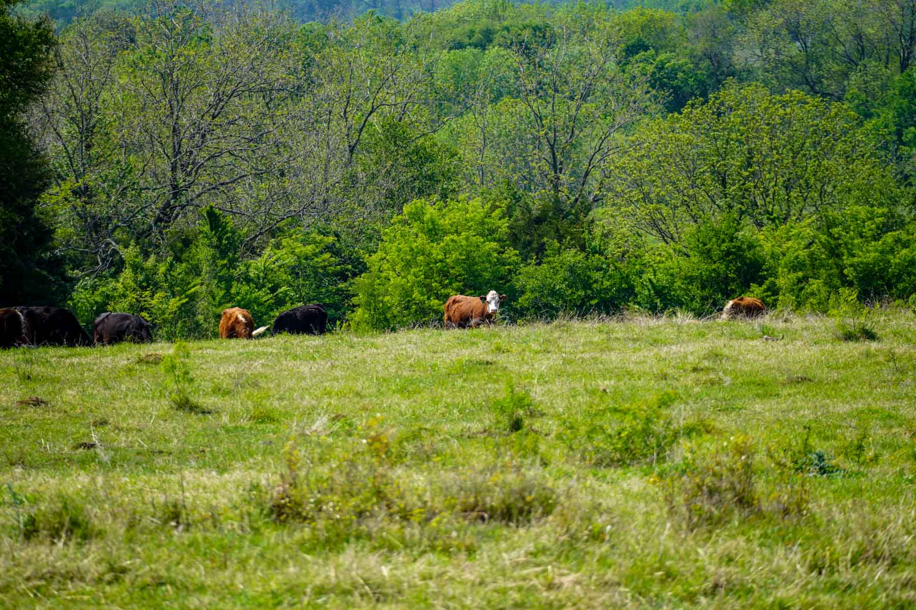 Plummers Creek Ranch property picture 27 of 37