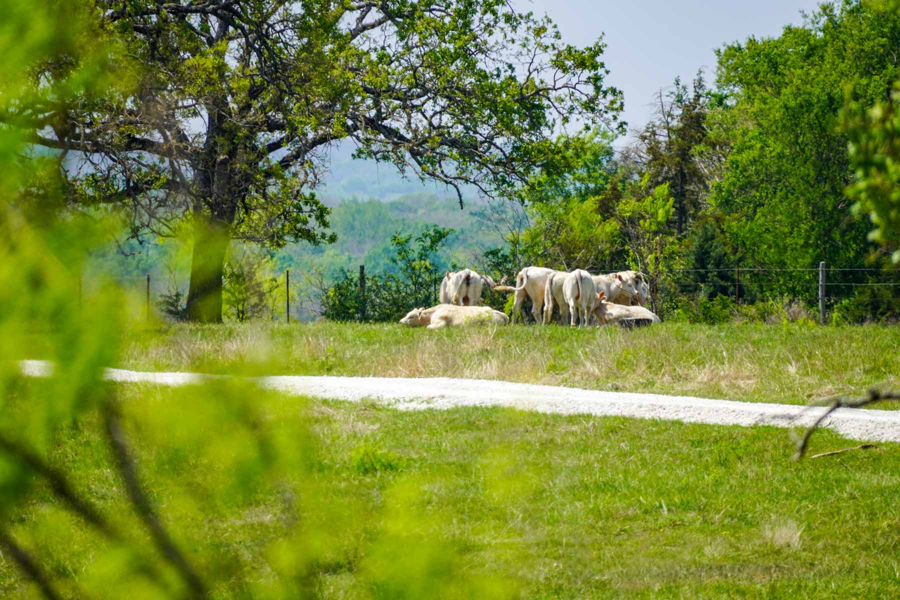 Plummers Creek Ranch property picture 11 of 37