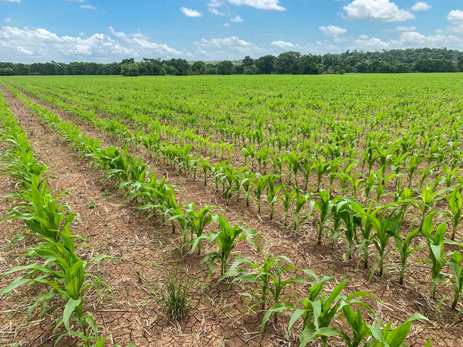 Clay Farm 233 property picture 6 of 15