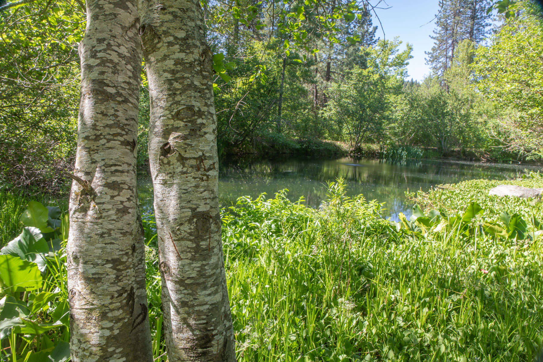 Willow Creek Ranch property picture 43 of 92