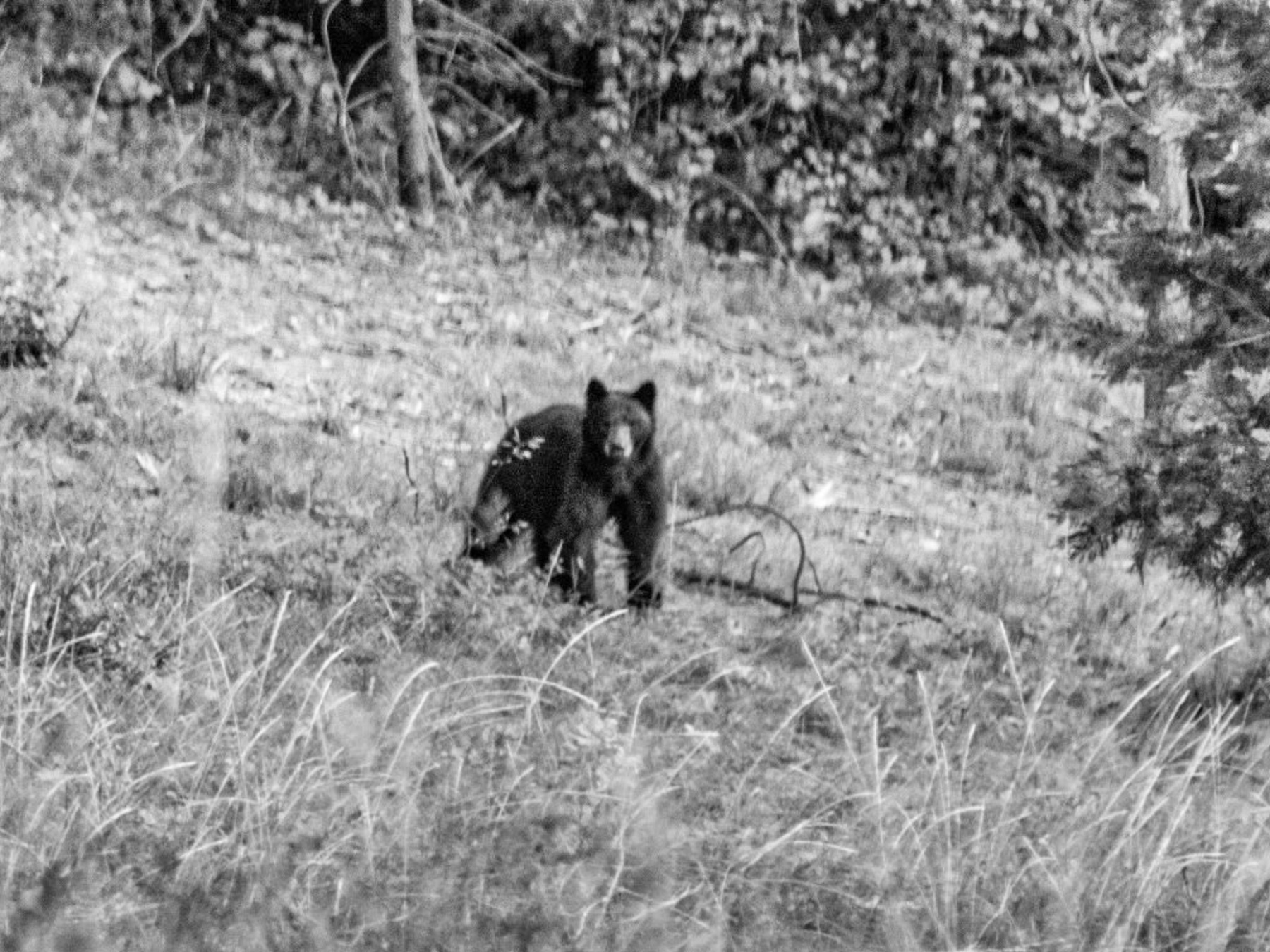 Willow Creek Ranch property picture 63 of 92