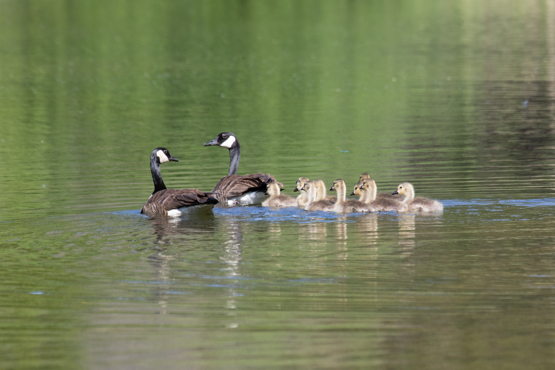 Willow Creek Ranch property picture 8 of 92