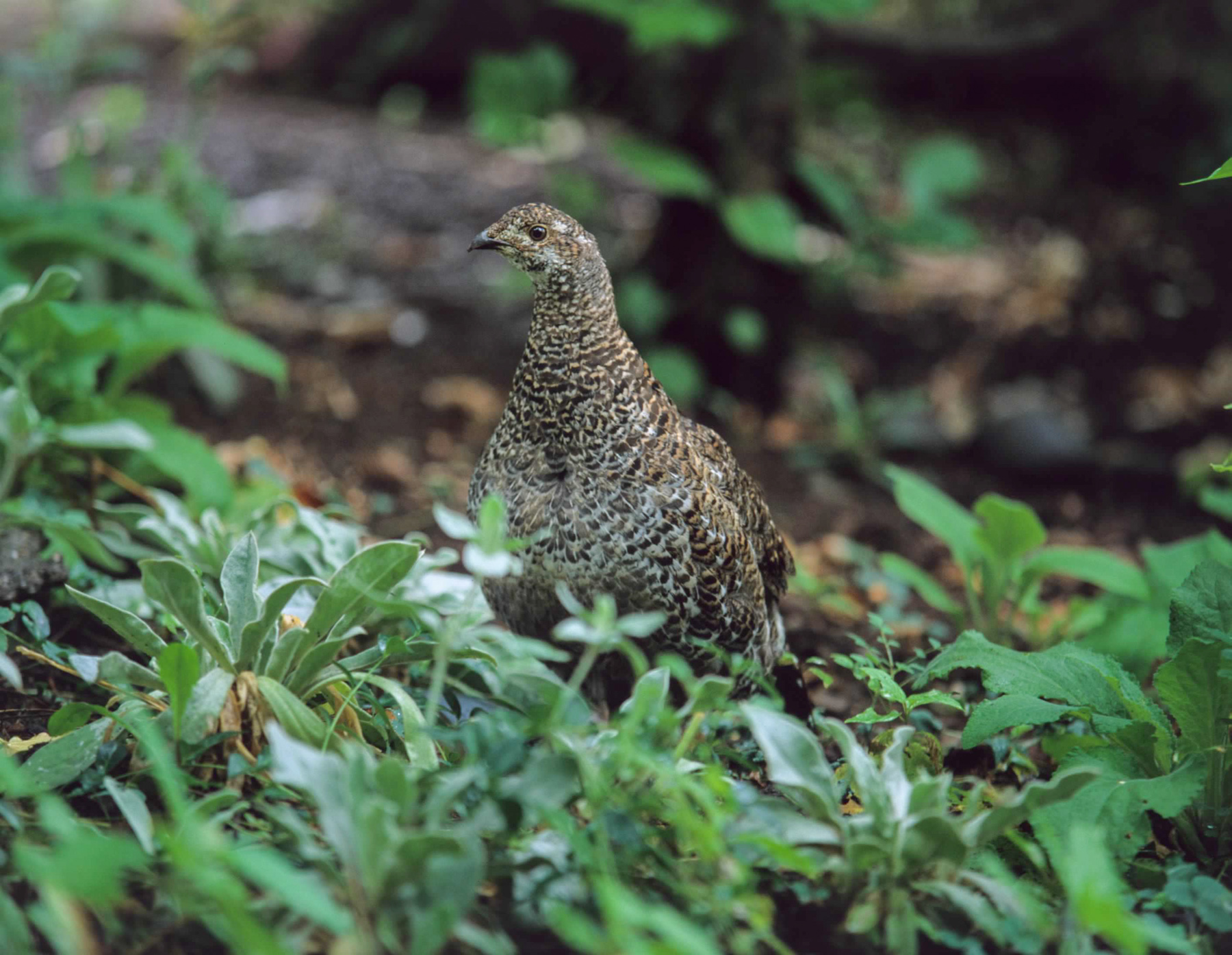 Willow Creek Ranch property picture 42 of 92