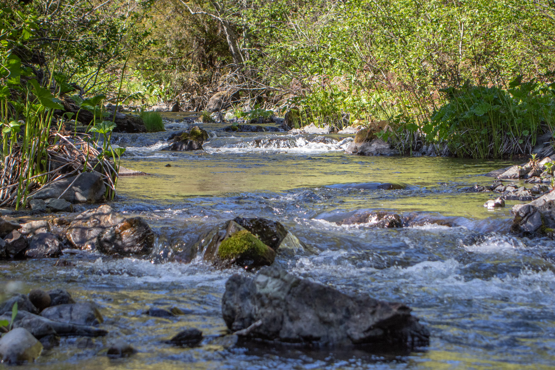 Willow Creek Ranch property picture 91 of 92