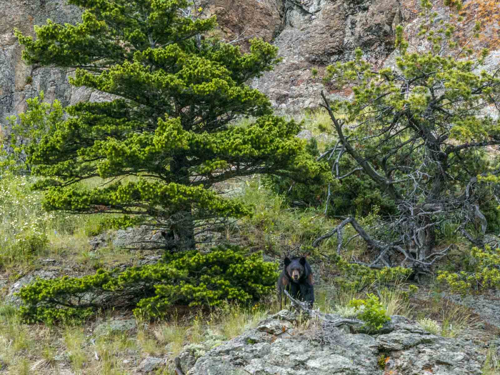 Midnight Canyon Ranch property picture 5 of 72