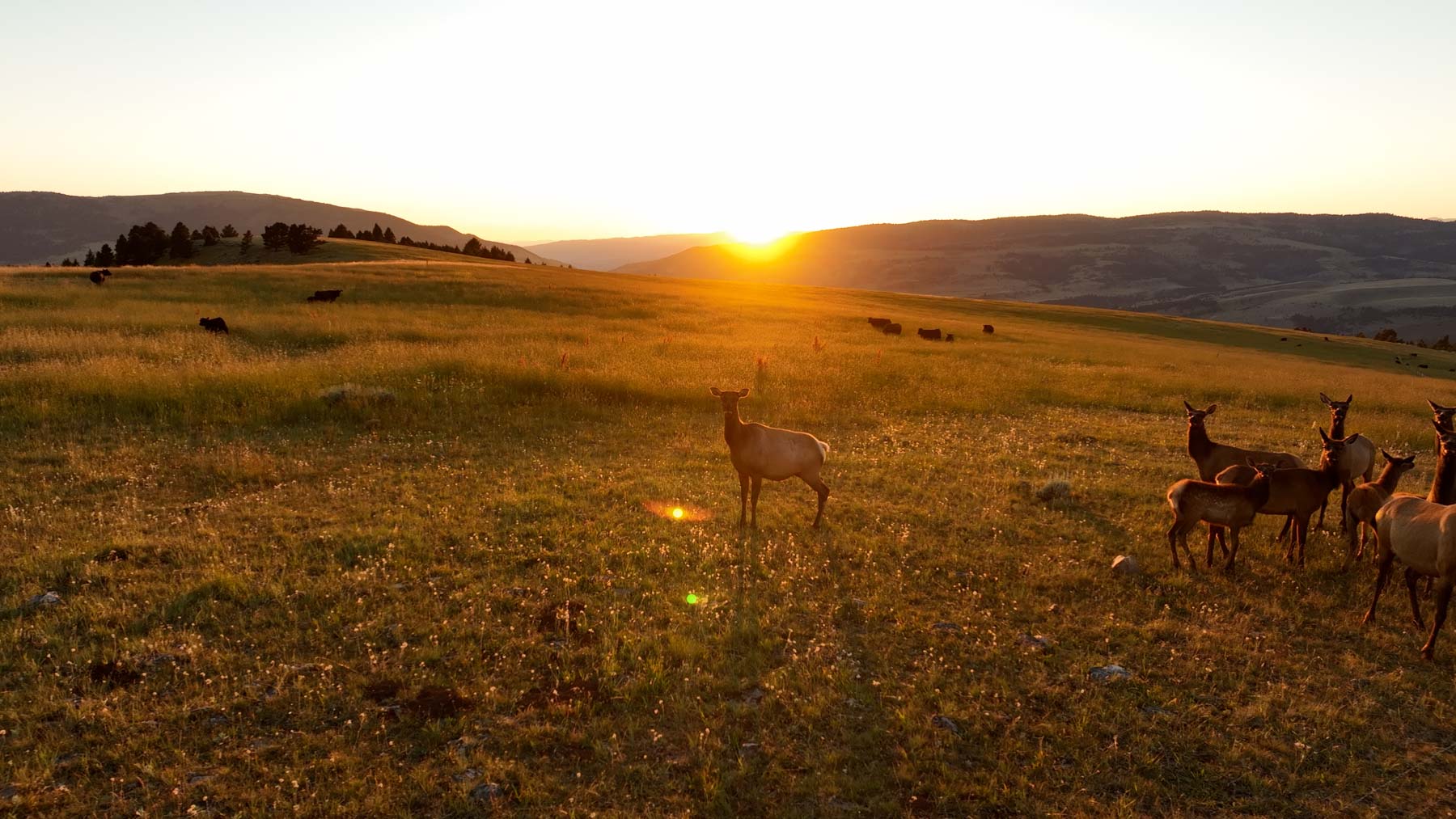 North Bridger Mountain Ranch For Sale Montana Hall and Hall