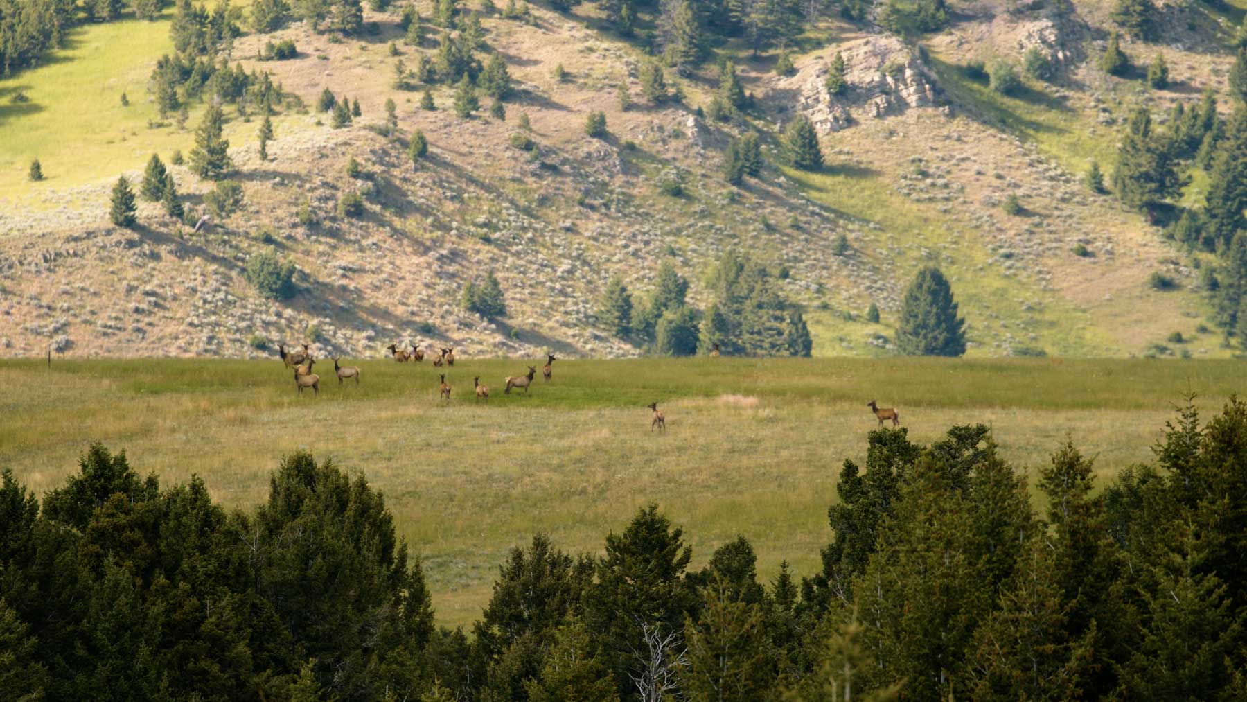 North Bridger Mountain Ranch property picture 23 of 46