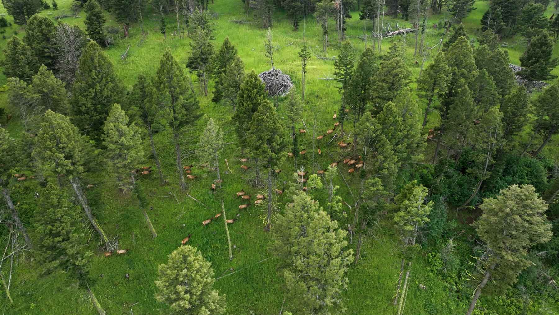 North Bridger Mountain Ranch property picture 7 of 46