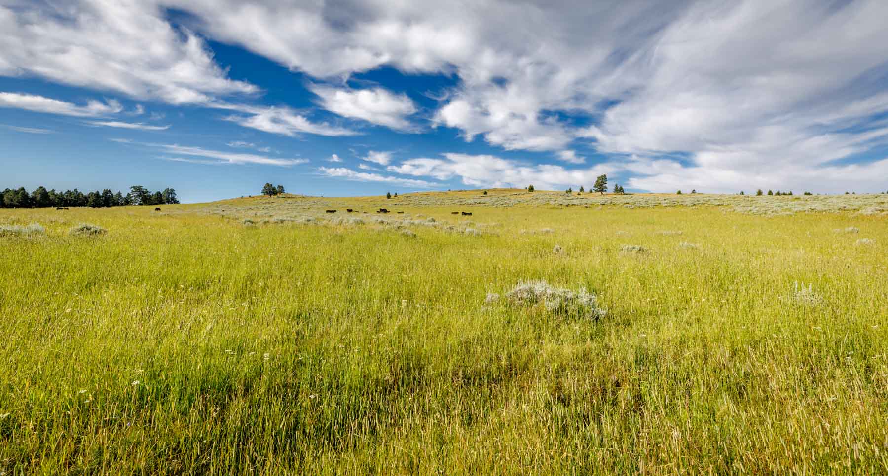 North Bridger Mountain Ranch For Sale Montana Hall and Hall