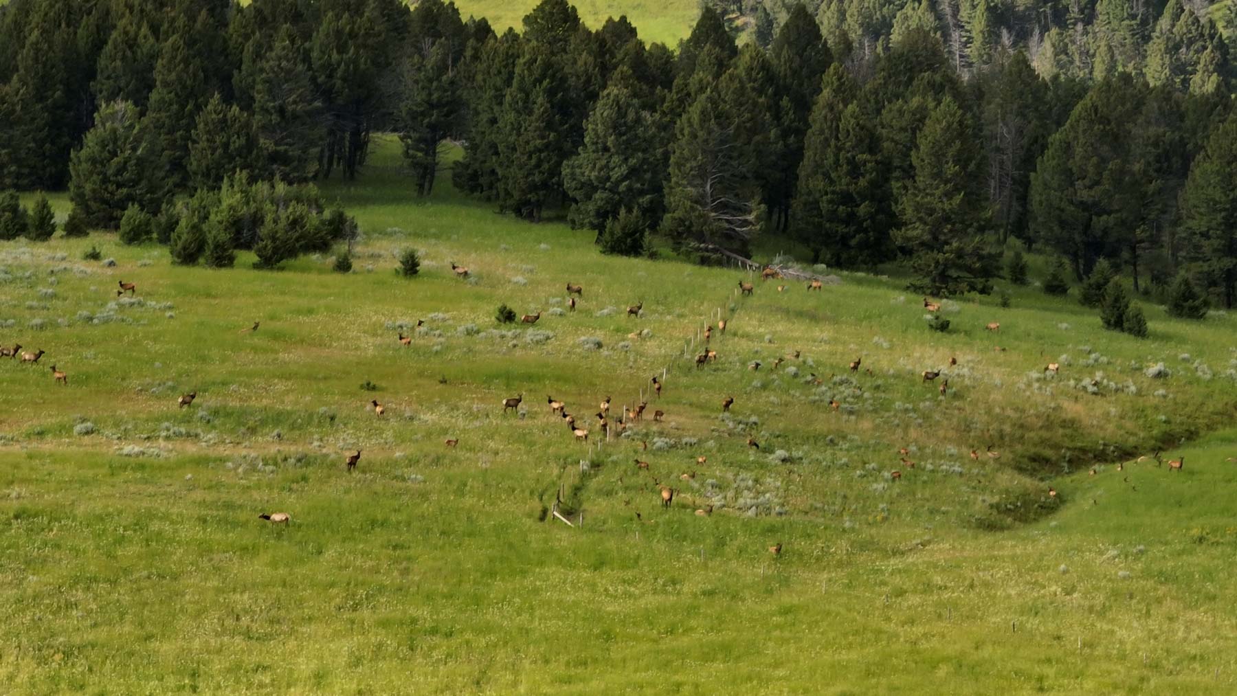 North Bridger Mountain Ranch property picture 11 of 46