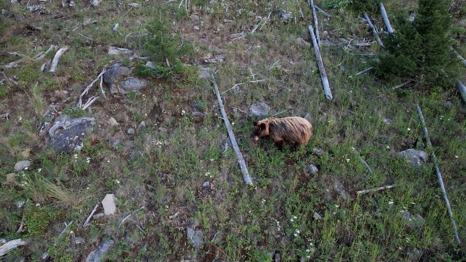 North Bridger Mountain Ranch property picture 31 of 46