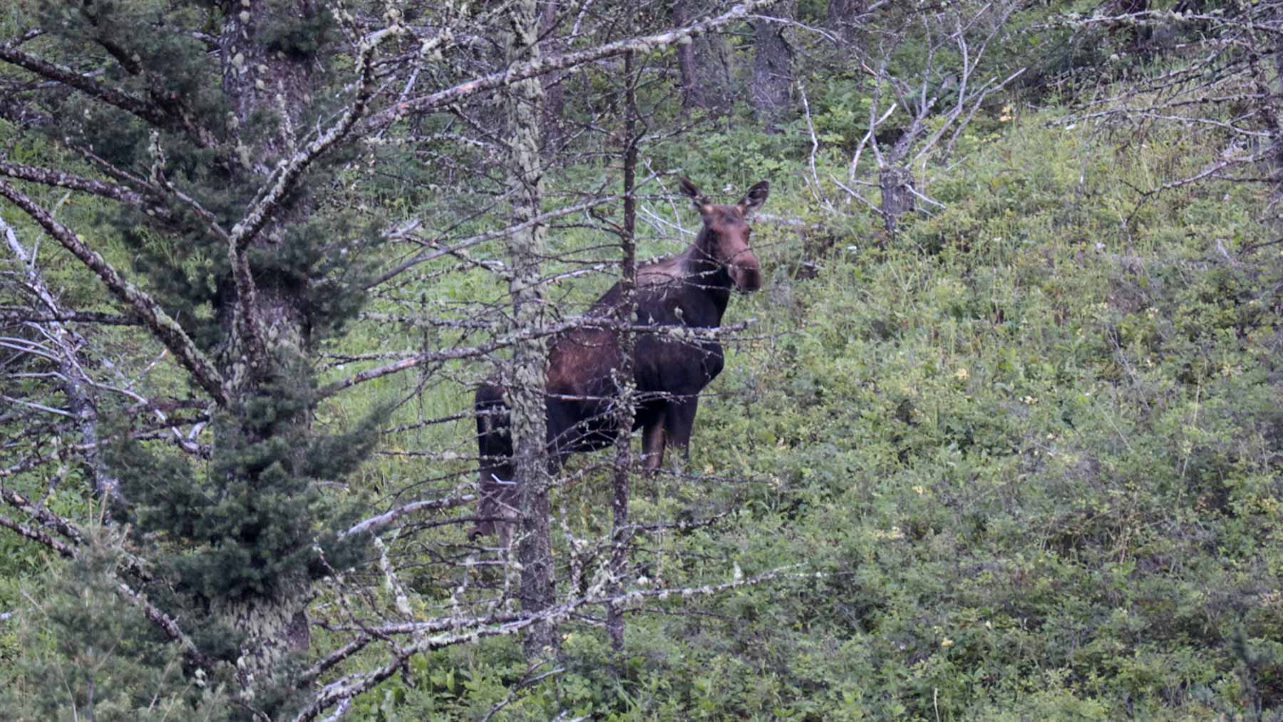 North Bridger Mountain Ranch property picture 37 of 46