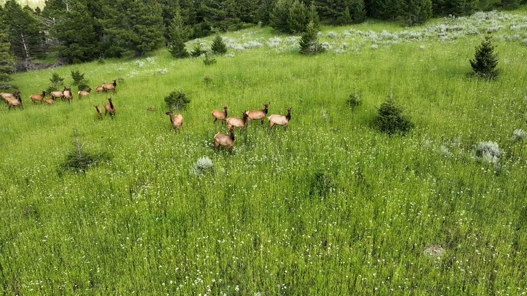 North Bridger Mountain Ranch property picture 17 of 46
