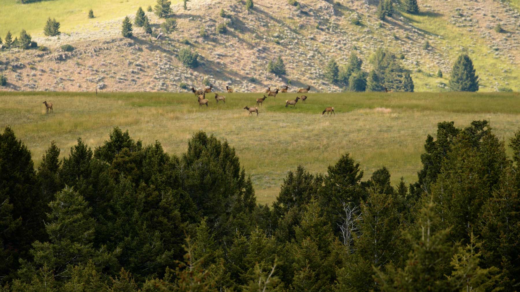 North Bridger Mountain Ranch property picture 46 of 46