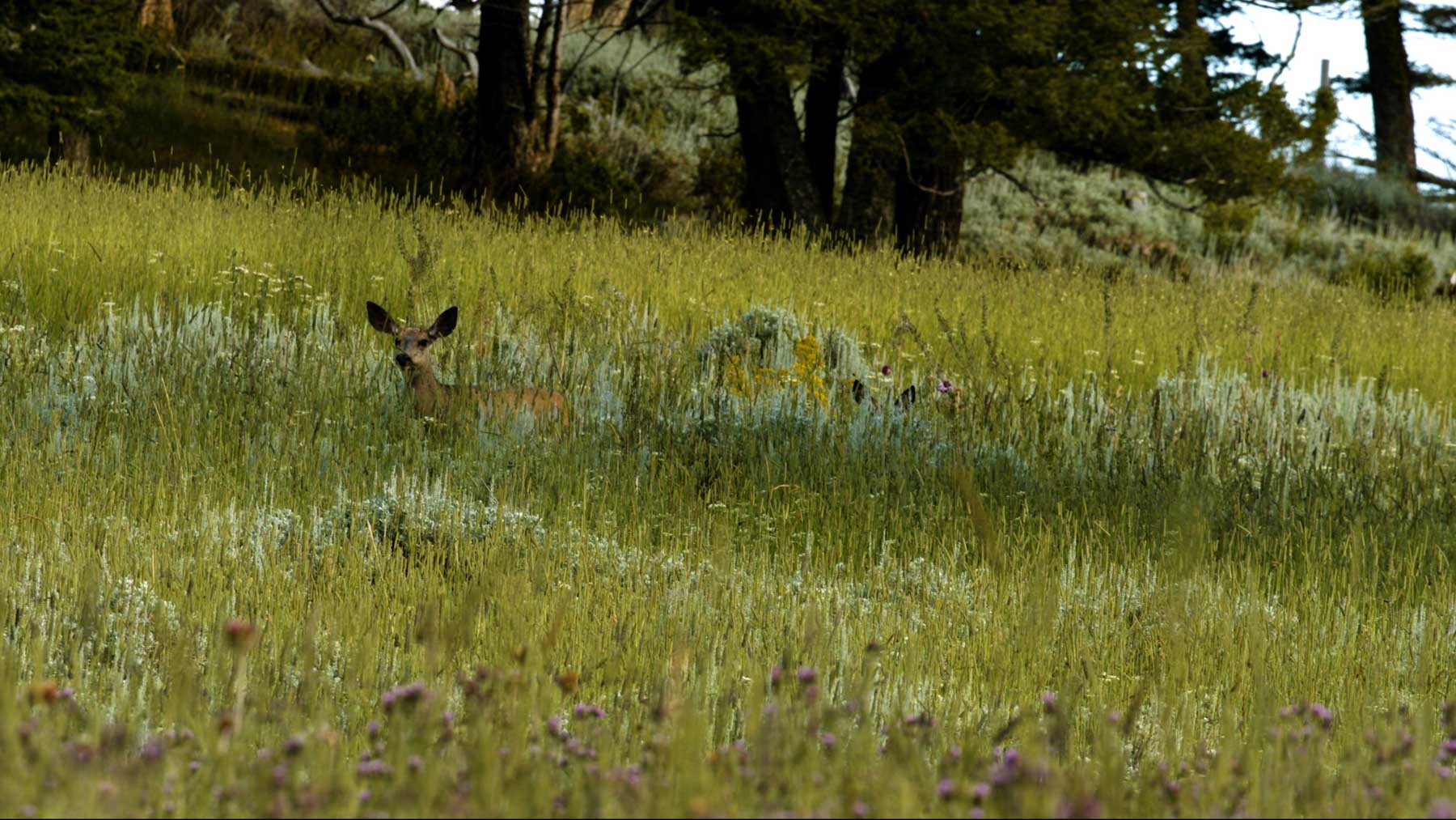 North Bridger Mountain Ranch property picture 26 of 46