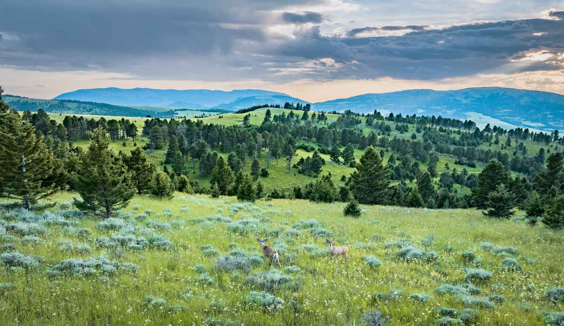 North Bridger Mountain Ranch For Sale Montana Hall and Hall