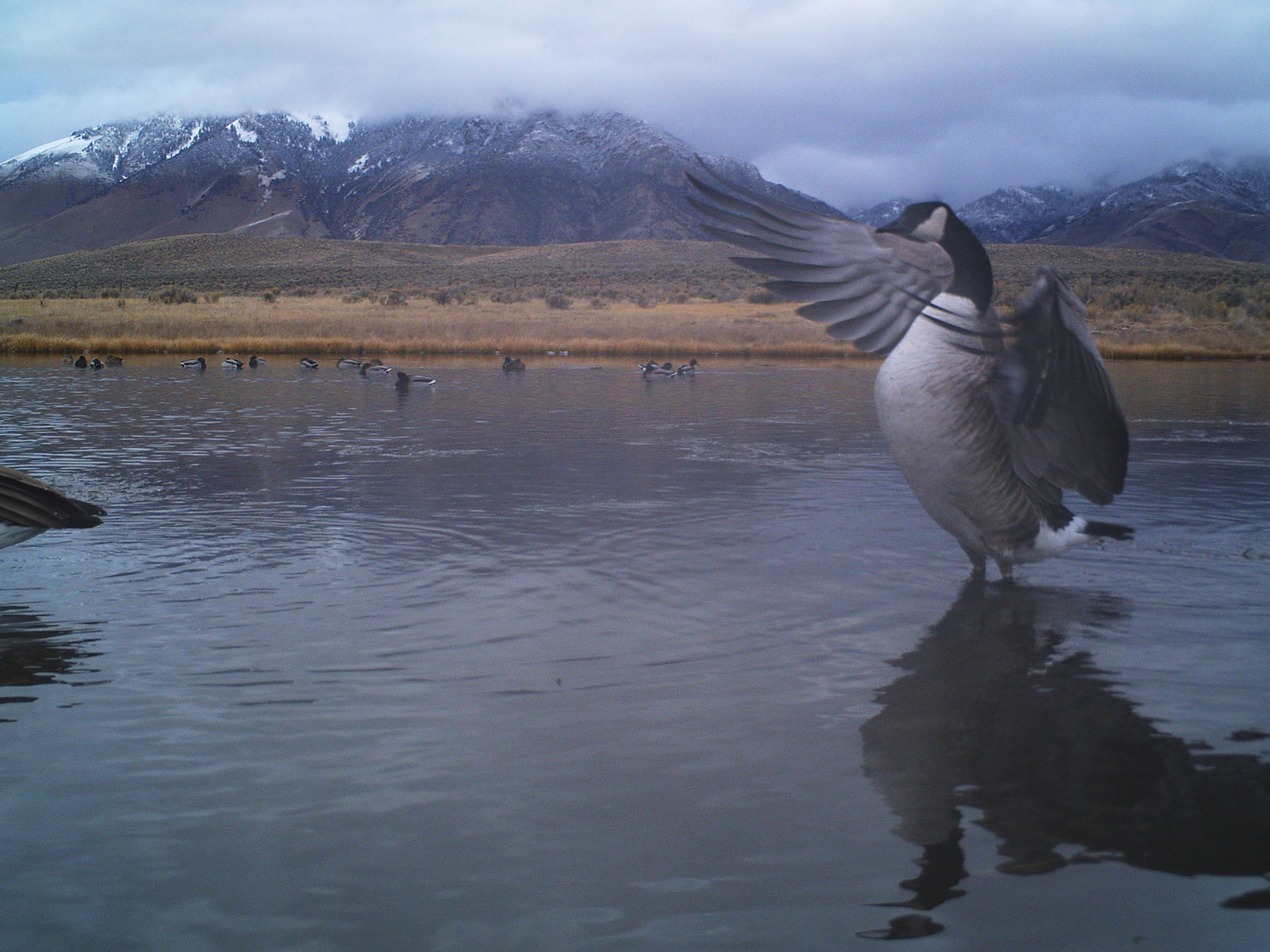 Little Lost River Valley Ranch property picture 58 of 96