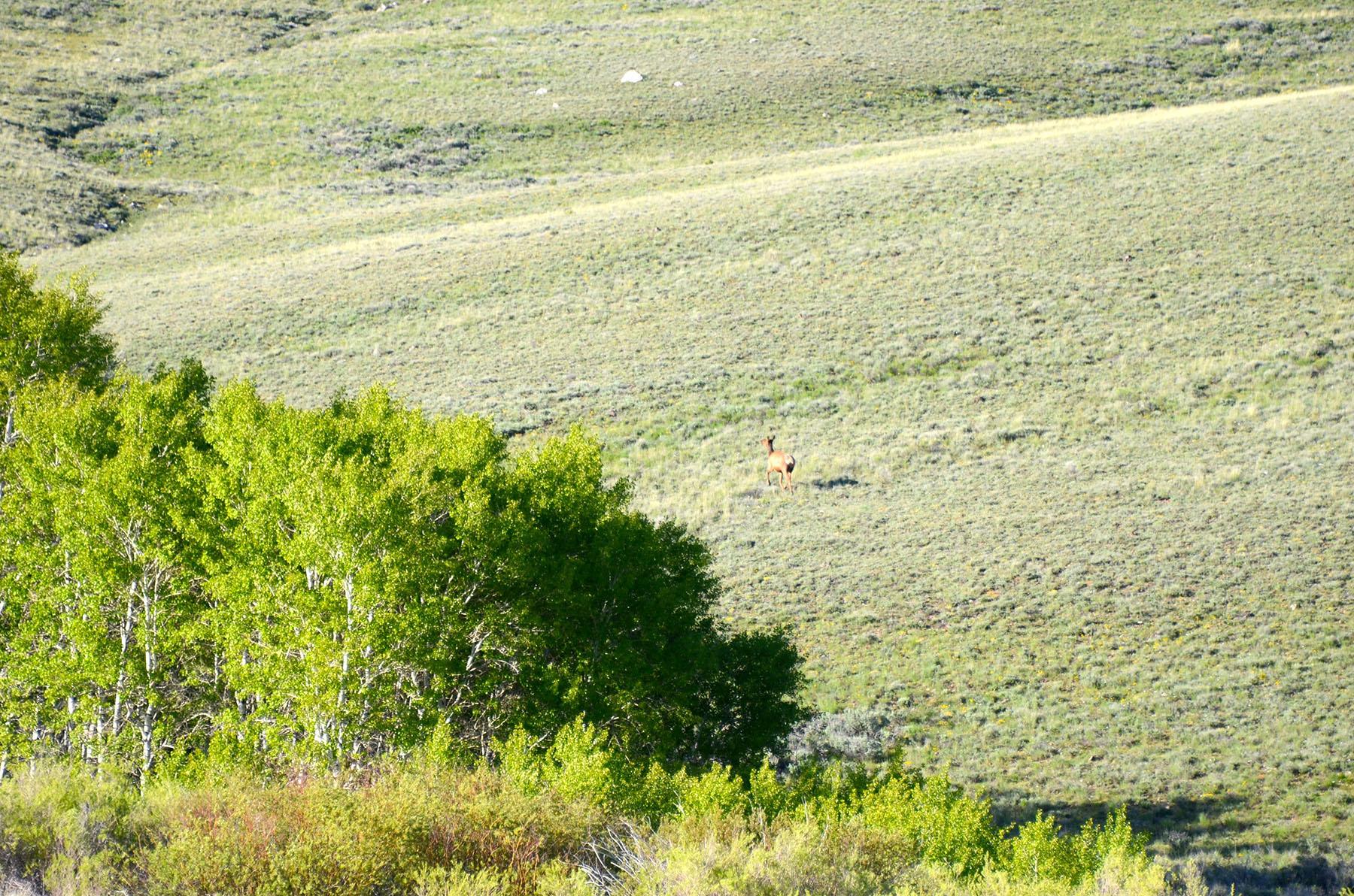Little Lost River Valley Ranch property picture 66 of 96
